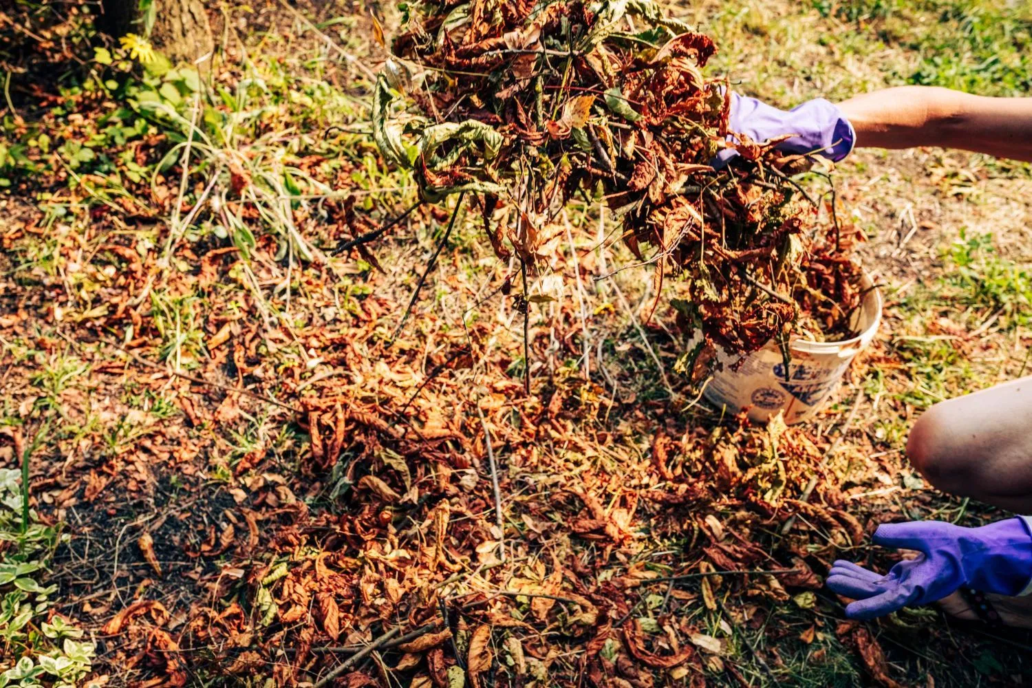 A person wearing purple gloves is picking up leaves from the ground.