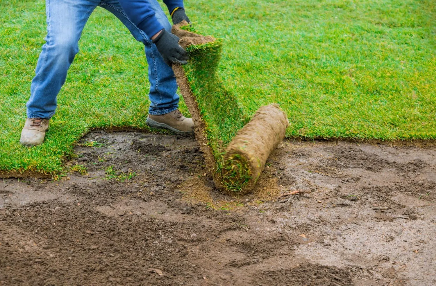 A man is rolling out a roll of grass in a yard.