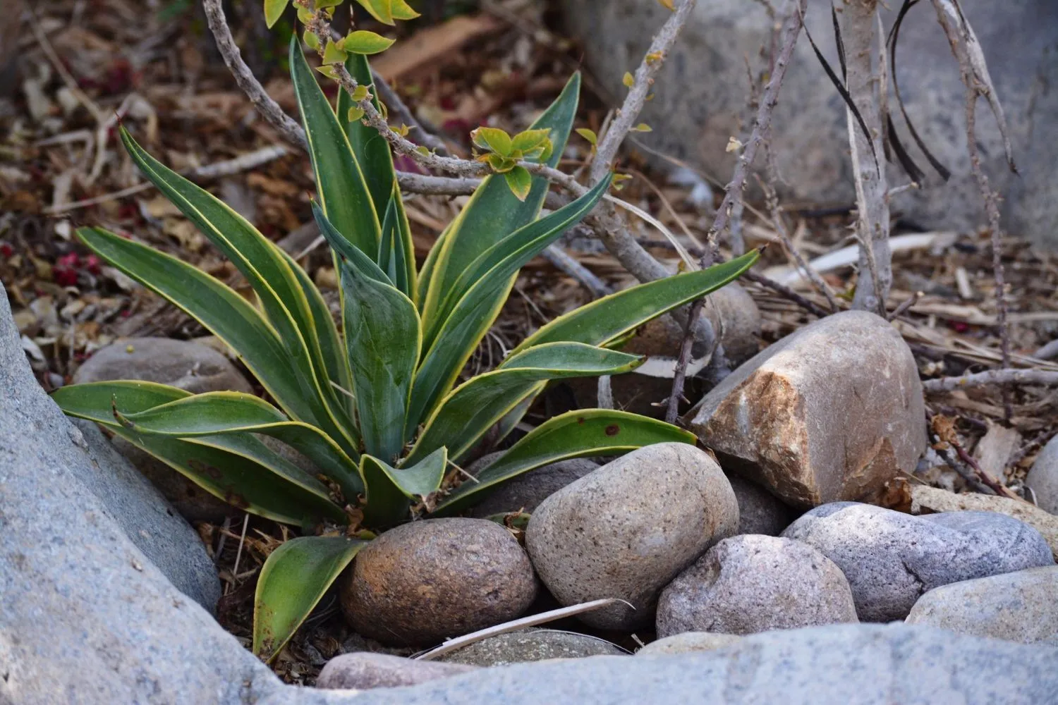 A small plant is growing out of a pile of rocks.