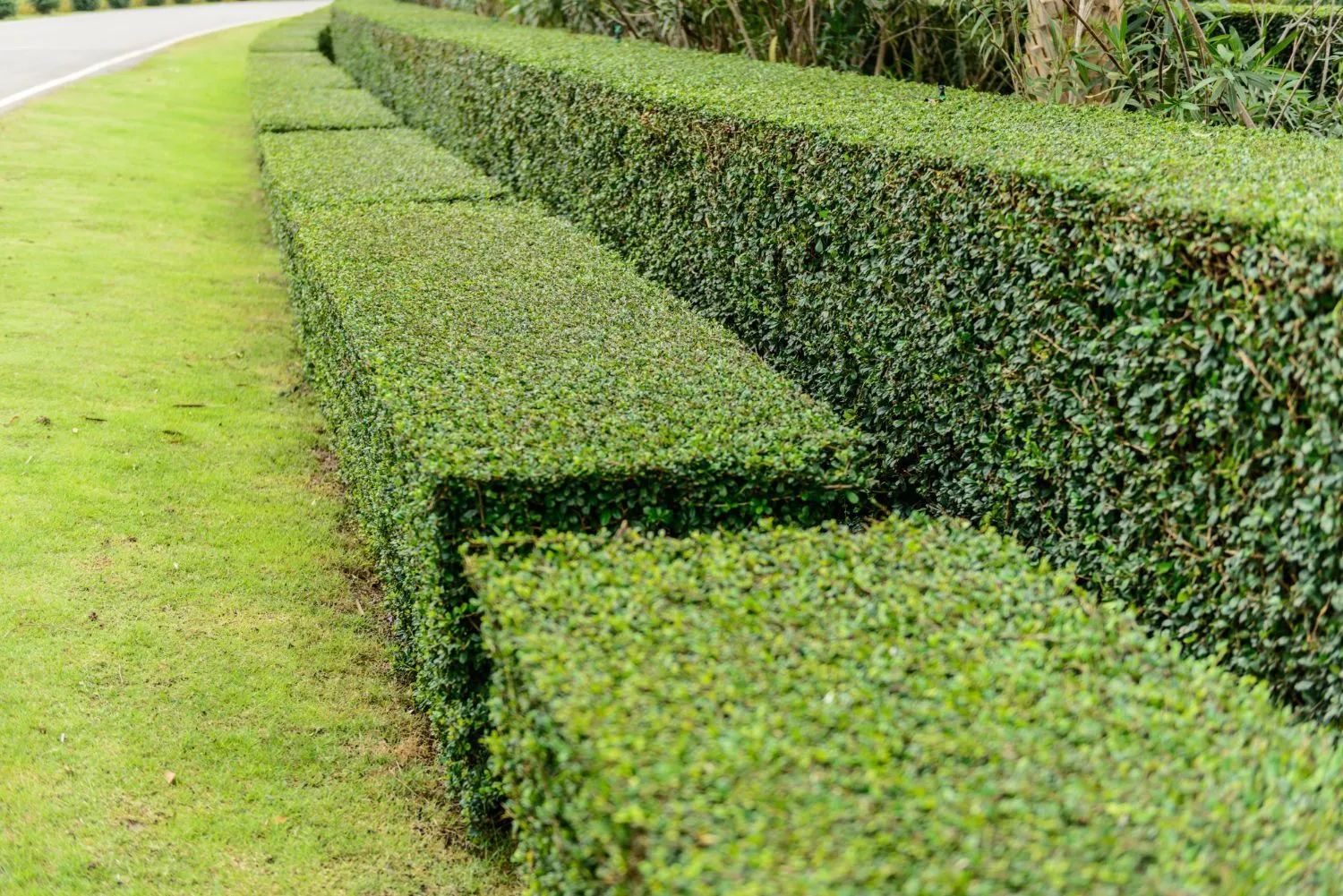 A row of hedges along a road in a park.