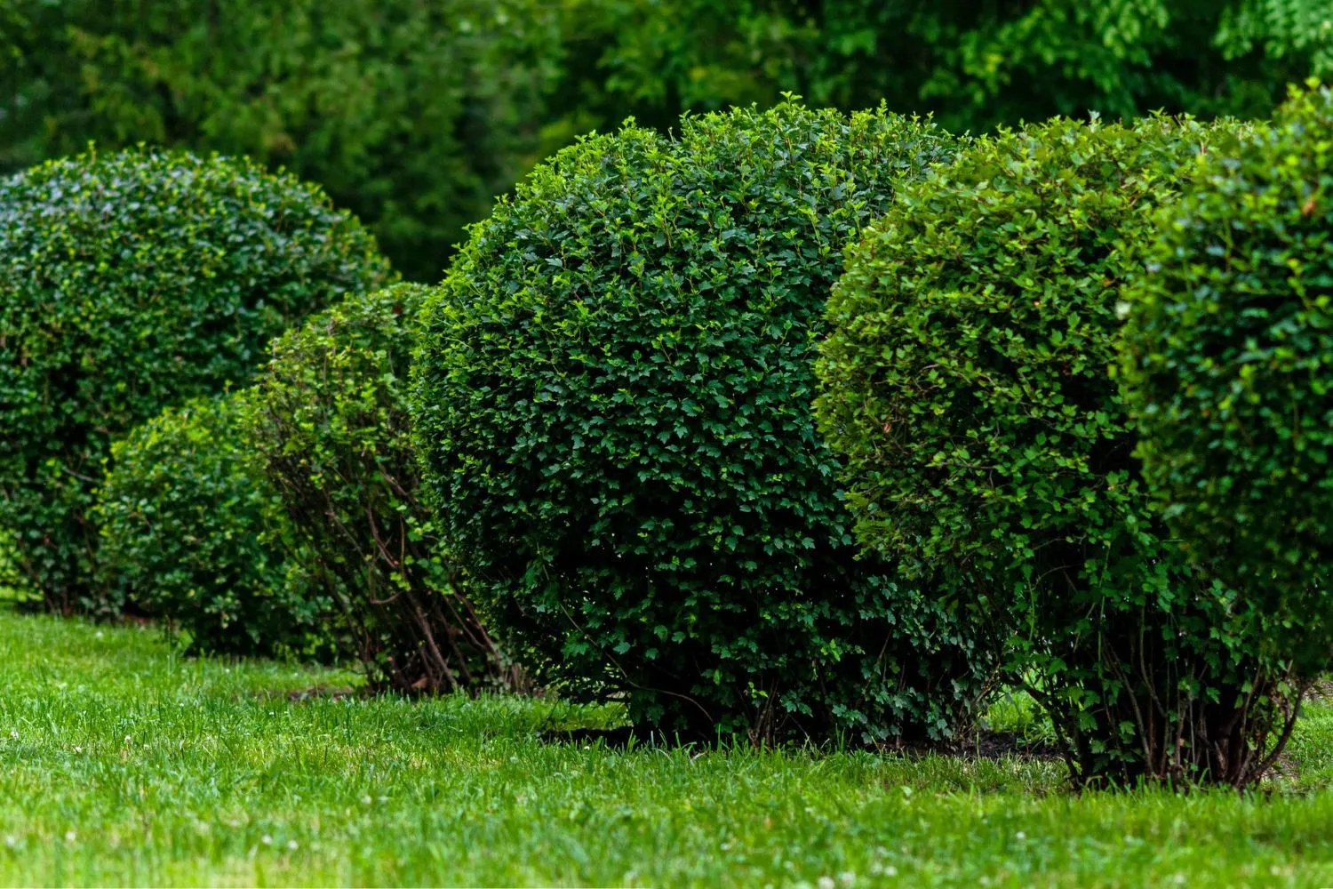 A row of green bushes growing in the grass in a park.