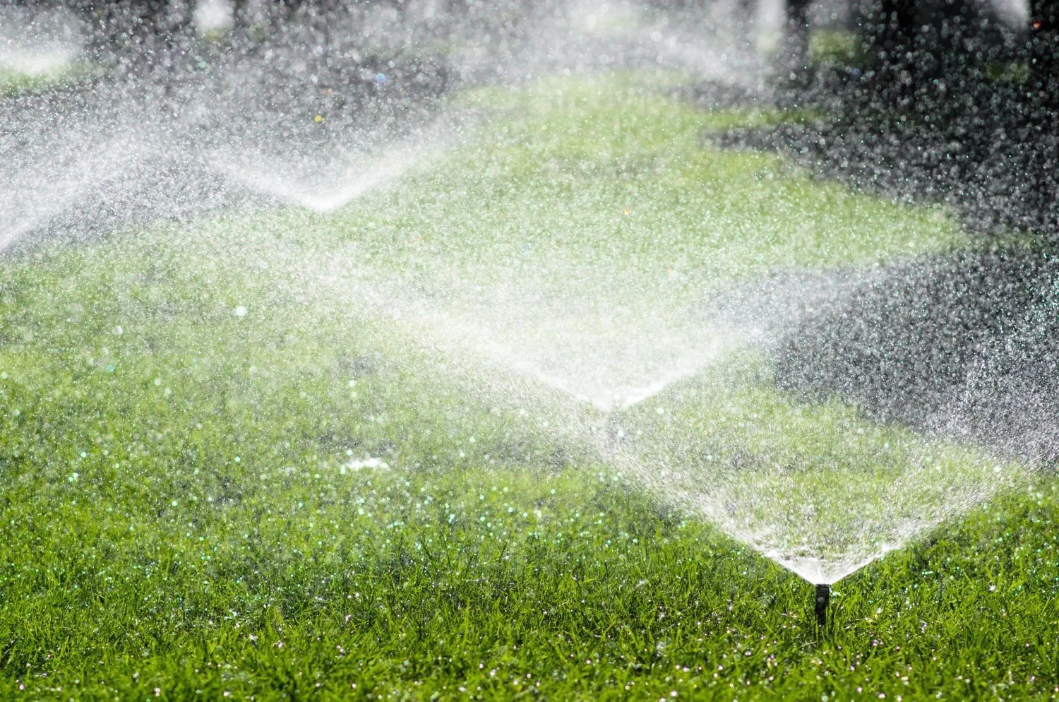 A sprinkler is spraying water on a lush green lawn.