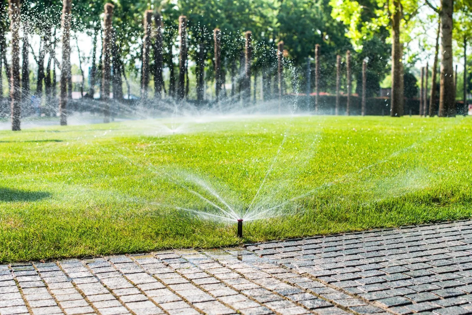 A sprinkler is spraying water on a lush green lawn.